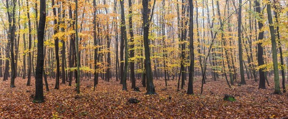 Autumn forest	