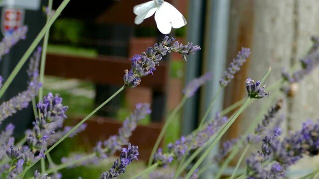Large white (Pieris brassicae), cabbage butterfly, cabbage white. Close up of beautiful butterfly flying with bumblebees on lavender flowers in the garden  