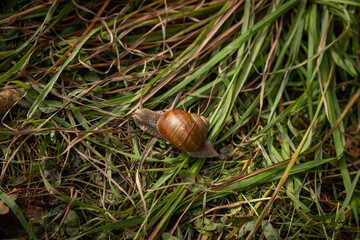 Weinbergschnecke im Gras