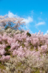 Fototapeta premium ソフト表現の花見山寸景