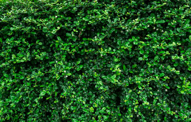 Closeup evergreen hedge plants. Small green leaves in heage wall texture background. Eco evergreen hedge wall. Ornamental plant in backyard garden. Many leaves reduce dust in air. Natural backdrop.