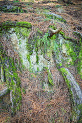 Roots entangled over mossy ground covered with dry pine needles