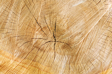 Fototapeta premium Texture of tree stump. Cross section of tree. Background.