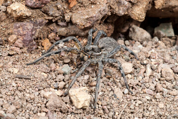spanish tarantula / Spanische Tarantel (Lycosa hispanica) - Andalucia, Spain