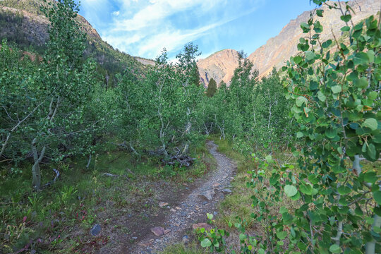 Hiking Trail Through Aspen Trees.