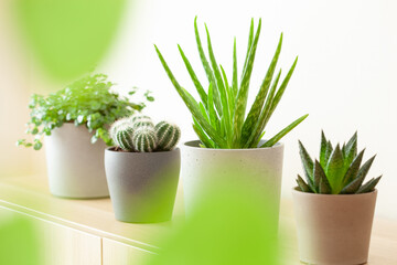 green houseplants cactus succulent aloe vera, gasteria duval, pilea depressa, parodia warasii