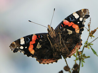 butterfly Vanessa atalanta, the red admirable sits on a blade of grass in the meadow before sunset