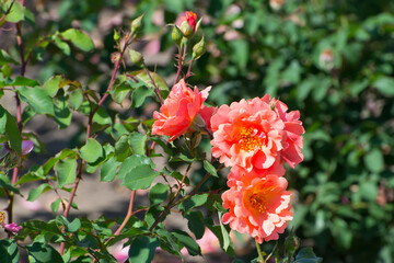 Pink rose Bud in a flower bed