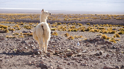 white llama looking to the side in bolivia © Lena