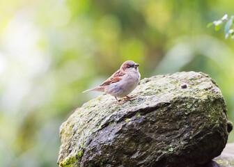 Spatz im Garten