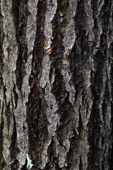 The characteristic structure of the bark at the very warp of the trunk of an old pine tree. Natural background for graphic projects.