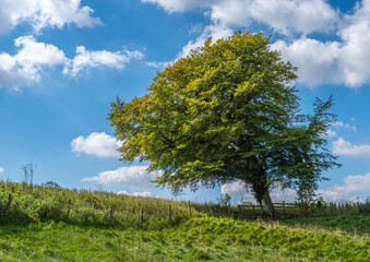 Fototapeta na wymiar Tree on a Hillside East Yorkshire