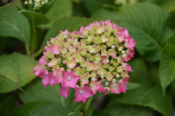 Hortensia empezando a florecer
