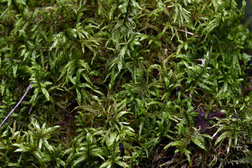 Soft green moss hides the land in the Ural forest. Natural background for graphic projects.
