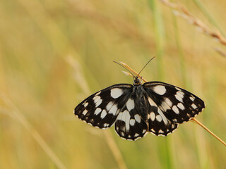 Melanargy galatea butterfly spread its wings  in the early morning in a forest glade