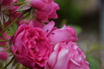 Rosas de color rosa con hormigas