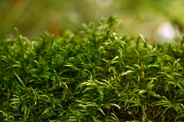 Soft green moss hides the land in the Ural forest. Natural background for graphic projects.