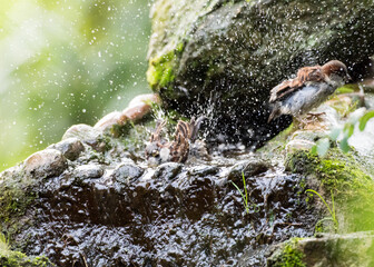 Spatzen beim Baden