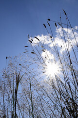 The summer sun shines from the blue sky through the sparse long stems of field grass. The end of summer in the foothills of the Western Urals. Natural background for graphic projects.