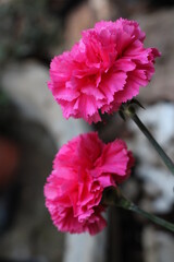 Pink Flowers