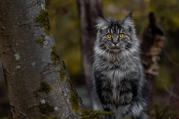 Naklejka na ściany i meble Maine coon grey color cat with gorgeous big yellow eyes in natural habitat in the woods sitting pretty posing beside a tree
