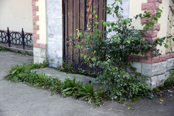 The organization's front door, long closed and overgrown with trees and grass. Business collapse.