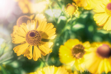 Yellow perennial autumn flowers helenium in the sun. Autumn card with flowers. Selective focus. Bokeh. Copy space