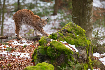 Beautiful and endangered lynx in the nature habitat © photocech