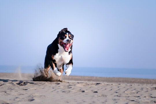 Running dog on a sandy beach with a crazy funny face expression