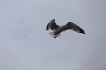 Möwe