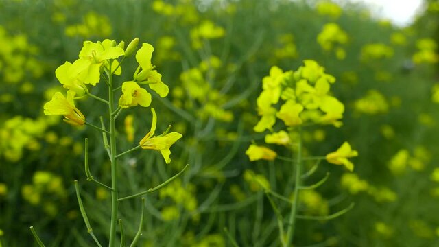 Field of yellow flowering oilseed rape in spring time (Brassica napus). Wind blowing, Close up of blooming canola, rapeseed plant landscape. Slovakia