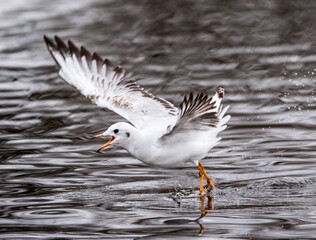 Möwe im flug