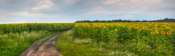 Beautiful view on sunflower field with sky and dirty road