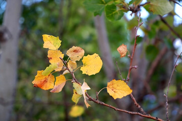 Leaves changing colors in a forest. Selective focus.