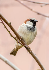 Spatz im Garten
