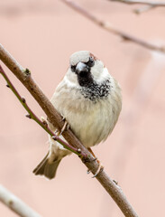 Spatz im Garten