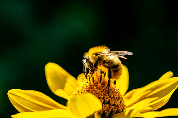 Honigbiene, Wildbiene, Biene, Silphium, Honig, Pestizid, Bestäubung, Flügel, Nahaufnahme, Flora,...
