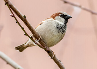 Spatz im Garten