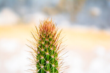 Obraz premium Macro closeup to the spines of a cactus with selective focus. Cactus with long red pointed spines with selective focus. copy space.