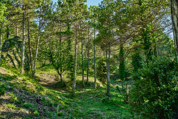 Bosque dels Ports en Terres de l'Ebre