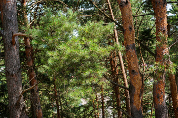 Pine tree forest easy lighten