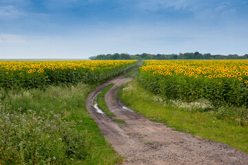Summer sunflowers field with a dirt road