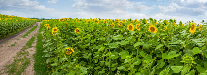 Summer sunflowers field with a dirt road
