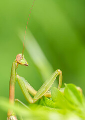 A large green praying mantis is perched on a green leaf and hunts for its next meal.