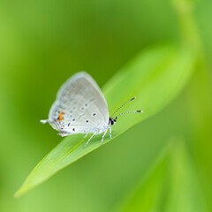 A delicate azure butterfly is dwarfed by a large green leaf.