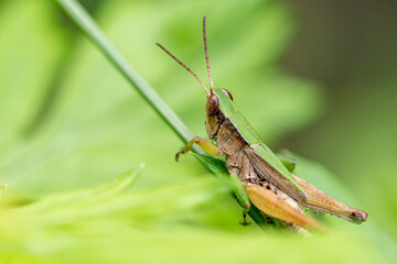 A green and brown grasshopper with large eyes and long antennae grasps the stem of a plant as it contemplates jumping away.
