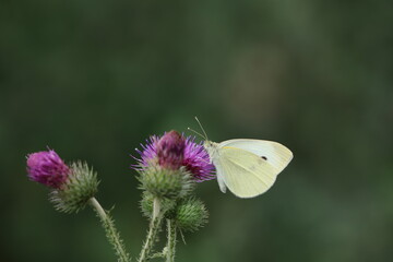 Kohlweißling auf einer Blüte