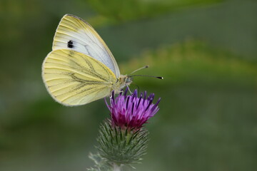 Kohlweißling auf einer Blüte