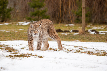 Beautiful and endangered lynx in the nature habitat