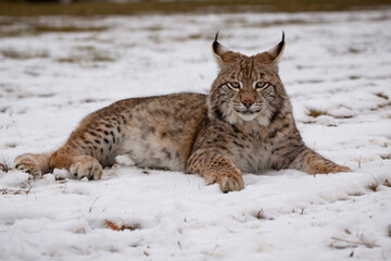 Beautiful and endangered lynx in the nature habitat